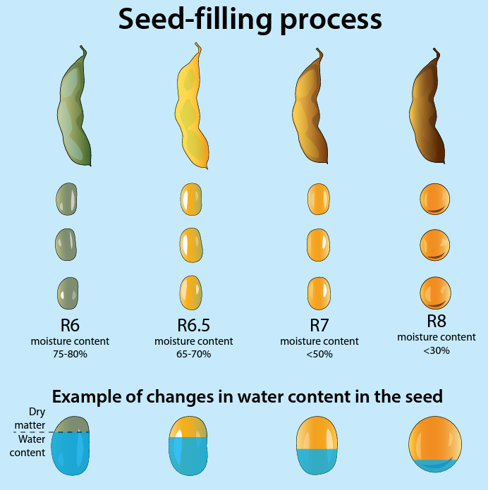 Soybean seed filling graphic 9-14.PNG